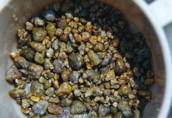 Imagen de parásito 1